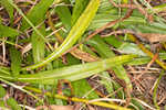 Longleaf sunflower